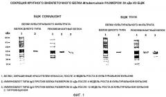 Иммуногенная композиция (варианты) на основе рекомбинантного внутриклеточного патогена (патент 2337707)
