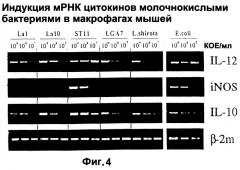 Штамм lactobacillus paracasei cncm i-2116 (ncc 2461), обладающий способностью предотвращать колонизацию кишечника патогенными бактериями, вызывающими диарею, и предотвращать заражение эпителиальных клеток кишечника ротавирусами, пищевой продукт и фармацевтическая композиция для профилактики и/или лечения заболеваний, связанных с диареей (патент 2247569)