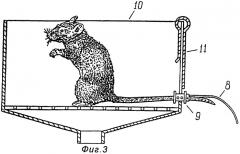 Способ моделирования внешнесекреторной недостаточности поджелудочной железы у крыс (патент 2282250)
