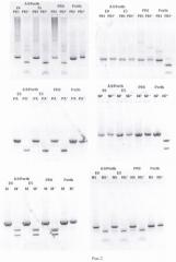 Вакцинный штамм вируса гриппа а(н3n2)-а/8/perth/16/2009 для производства инактивированной гриппозной вакцины (патент 2458124)