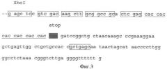 Способ получения функционально активного рекомбинантного белка летального фактора сибирской язвы (lf), рекомбинантная плазмидная днк petgst-lfmin, кодирующая активный белок lf, и штамм escherichia coli bl-gstlfmin, продуцирующий активный белок летального фактора сибирской язвы (патент 2355769)