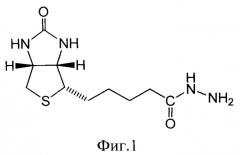 Способ получения биотинилированного производного окисленного декстрана (патент 2537246)