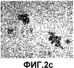 Кристаллизация антител или их фрагментов (патент 2442571)