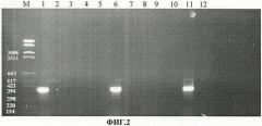 Тест-штамм yersinia pseudotuberculosis для дифференциации бактерий yersinia pseudotuberculosis генетической группы iia (патент 2465318)