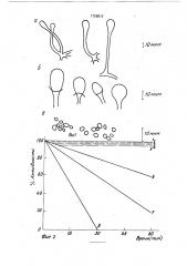 Штамм гриба rнizорus сонnii berl ef de toni - продуцент липазы с каталазной активностью (патент 1726513)