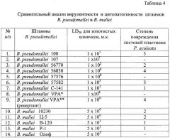 Способ косвенной оценки вирулентности штаммов патогенных буркхольдерий по признаку цитопатогенности (патент 2485182)