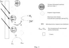 Фотобиокатализатор для образования водорода и фотокаталитический способ получения водорода (патент 2511053)