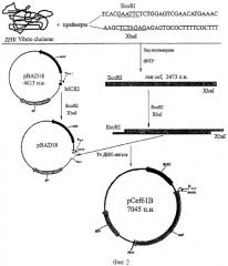 Рекомбинантная плазмида, экспрессирующая клонированный ген cef vibrio cholerae (варианты), и штамм escherichia coli - продуцент cef vibrio cholerae (варианты) (патент 2313577)