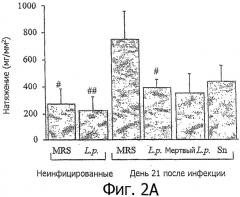 Применение lactobacillus paracasei cncm i-2116 для лечения синдрома раздраженного кишечника (патент 2490325)