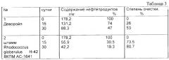 Штамм rhodococcus globerulus н-42 для разложения нефти и нефтепродуктов (патент 2300561)