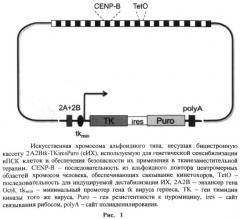 Способ обеспечения безопасности применения плюрипотентных стволовых клеток в тканезаместительной терапии при помощи искусственных хромосом (патент 2548819)