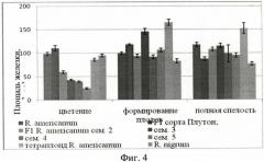 Способ оценки функциональной активности пельтатных железок (патент 2455818)