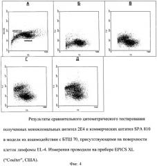 Штамм гибридных культивируемых клеток животных mus musculus 2e4 - продуцент моноклональных антител, специфичных к белку теплового шока 70 (патент 2381271)