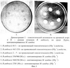 Способ индукции гемолитической активности bacillus anthracis (патент 2265666)