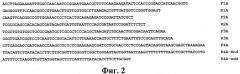 Рекомбинантная плазмидная днк pcdna4-apo-2nls2, несущая синтетический ген белка апоптина, индуцирующего p53 независимый апоптоз опухолевых клеток (патент 2541777)