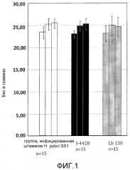 Штамм l.bulgaricus, способный ингибировать адгезию штаммов н.pylori к эпителиальным клеткам (патент 2584600)