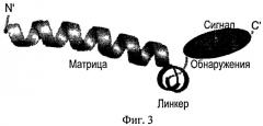 Способ получения пептидов, специфично распознающих определенные типы клеток и предназначенных для терапевтических целей (патент 2528739)