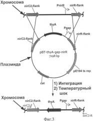 Способ конструирования рекомбинантного штамма staphylococcus carnosus (патент 2333957)