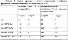 Получение пегилированных фрагментов gd2-специфичных антител, индуцирующих прямую клеточную гибель gd2-позитивных опухолевых клеток, и их применение в терапии gd2-позитивных опухолей (патент 2663104)