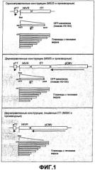 Способ продуцирования репликативной частицы вируса гриппа, композиция клеток (варианты), композиция клеточной культуры и ее применение (патент 2435855)