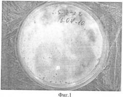 Способ получения селенсодержащего препарата биомассы laetiporus sulphureus mz-22 (патент 2473679)