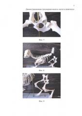 Демонстрационная трехмерная модель скелета животного (патент 2664966)
