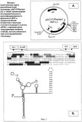Штамм escherichia coli bl21 (de3)[payc-et-(hifn- 2b)-iaci]-продуцент рекомбинантного человеческого альфа-2b интерферона и способ его культивирования (патент 2303063)