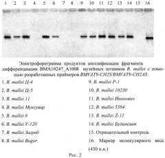 Олигонуклеотидные праймеры для генотипирования b. mallei методом полимеразной цепной реакции (патент 2474617)