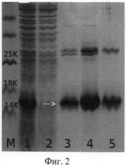 Рекомбинантная плазмидная днк pqe30/derf2l, кодирующая белок der f 2l клеща dermatophagoides farinae и штамм бактерий escherechia coli m15/ pqe30/derf2l - продуцент такого белка. (патент 2522817)