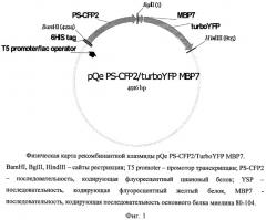 Рекомбинантная плазмидная днк pqe30_ps-cfp2/turbo yfp_mbp7, кодирующая гибридный белок ps-cfp2/turbo yfp_mbp7, штамм escherichia coli bl21(de3)/pqe30_ps-cfp2/turbo yfp_mbp7 - продуцент указанного белка и способ получения белка ps-cfp2/turbo yfp_mbp7 (патент 2430161)