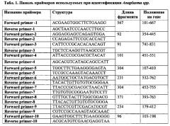 Способ диагностики анаплазмоза рогатого скота методом полимеразной цепной реакции (патент 2612263)