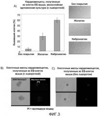Способ конструирования массы миокардиальных клеток и применение массы миокардиальных клеток (патент 2467066)