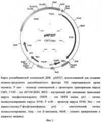 Рекомбинантная плазмидная днк рар227, кодирующая полипептид рекомбинантного фактора viii свертываемости крови человека, линия клеток cricetulus griseus cho 2h5 - продуцент рекомбинантного фактора viii свертываемости крови человека и способ получения полипептида, обладающего активностью фактора viii (патент 2500818)