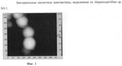 Способ получения полифункциональных магнитных наночастиц на основе магнетосом бактериального происхождения (патент 2523583)
