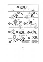 Способ специфической идентификации последовательностей днк (патент 2665631)