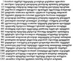 Трансгенное растение осины с повышенной продуктивностью и модифицированной древесиной (патент 2593722)