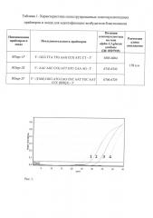 Набор олигонуклеотидных праймеров и флуоресцентно-меченого зонда для идентификации возбудителя бластомикоза blastomyces dermatitidis (патент 2639498)
