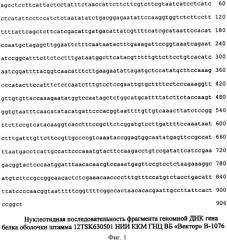 Штамм бактерий fusobacterium necrophorum subspecies necrophorum для изготовления диагностических и профилактических препаратов против некробактериоза животных (патент 2347806)