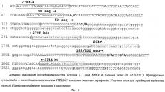 Способ диагностики аллелей t30n, s52g, i199v и r200q гена prkag3 (патент 2328531)