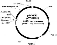 Способ получения рекомбинантного фрагмента плазминогена человека, обладающего антиангиогенным действием (патент 2458987)