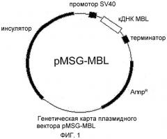 Способ массового производства мультимерного маннозосвязывающего лектина (патент 2350654)