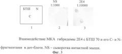 Штамм гибридных культивируемых клеток животных mus musculus 2e4 - продуцент моноклональных антител, специфичных к белку теплового шока 70 (патент 2381271)