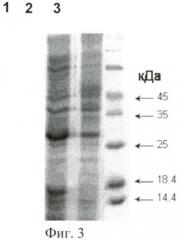 Рекомбинантная плазмидная днк pfk2, обеспечивающая синтез рекомбинантного пептида, являющегося аналогом фрагмента каппа-казеина человека, способ получения рекомбинантного пептида и рекомбинантный пептид, аналог фрагмента каппа-казеина человека, обладающий апоптотической активностью по отношению к раковым клеткам (патент 2401307)