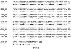 Белок ydhl из bacillus amyloliquefaciens, фрагмент днк, бактерия, принадлежащая к роду escherichia или bacillus, - продуцент пуриновых нуклеозидов, способ получения пуриновых нуклеозидов и нуклеотидов (патент 2294962)