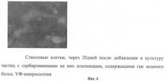 Способ направленного транспорта биологически активных веществ и применение стволовых клеток для их направленного транспорта (патент 2426785)