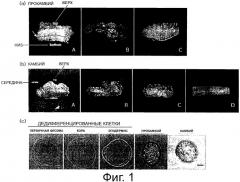 Косметическая композиция, содержащая культивированные клетки из камбия или прокамбия тисса(taxus) (патент 2520606)