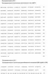 Рекомбинантная плазмида pag85a-cbd, штамм escherichia coli [prep4, pag85a-cbd], химерный белок ag85a-cbd и их применение (патент 2429292)