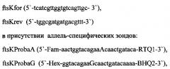 Способ дифференциации штаммов yersinia pestis на основной и неосновные подвиды методом пцр в режиме реального времени (патент 2642273)