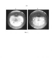Штамм бактерий pseudomonas fluorescens для защиты растений от фитопатогенных грибов и бактерий и стимуляции роста растений (патент 2646160)