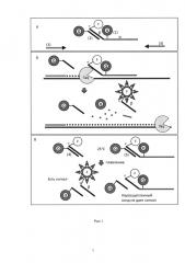 Способ специфической идентификации последовательностей днк (патент 2665631)